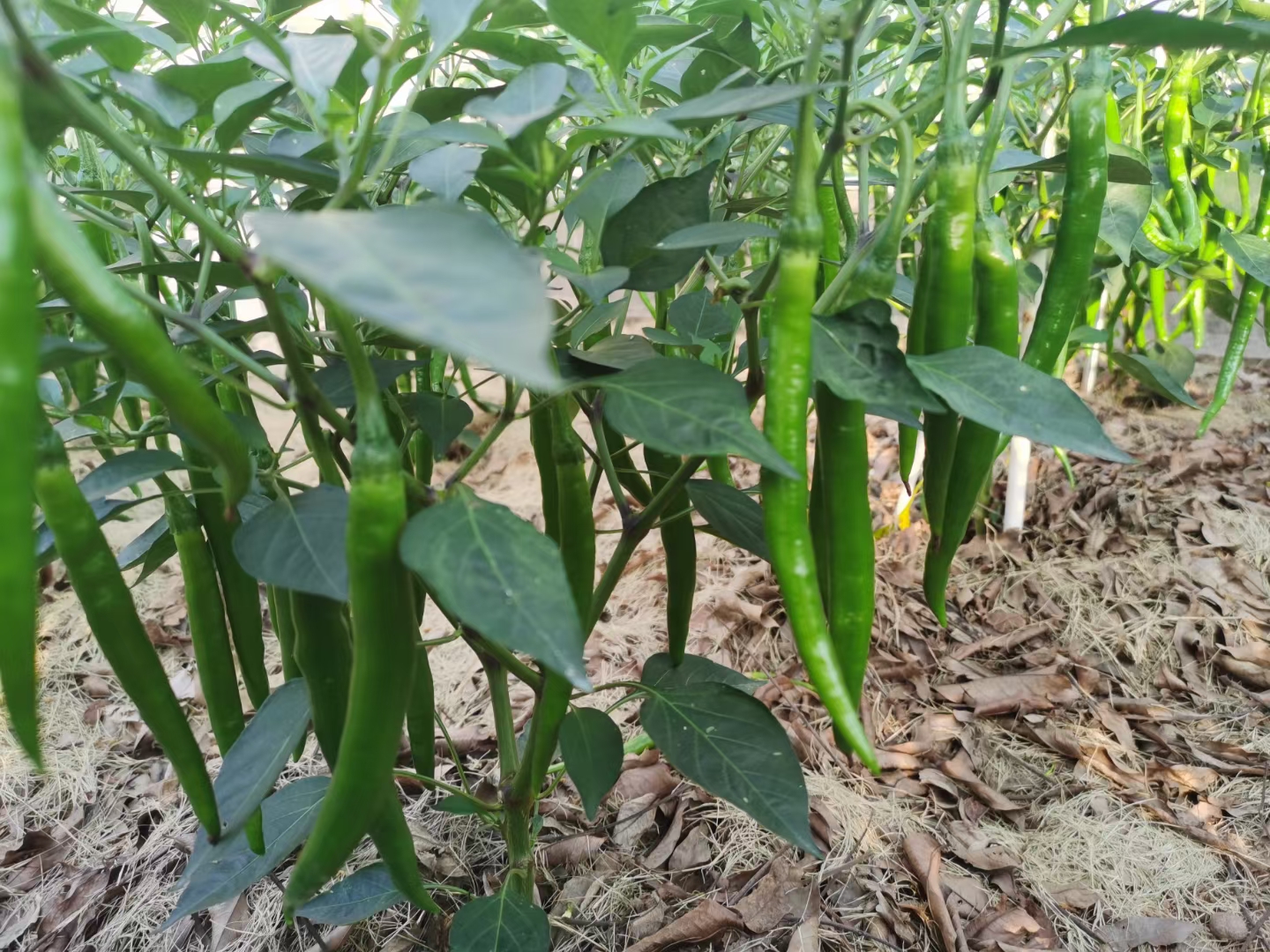 新鲜蔬菜-基地采摘