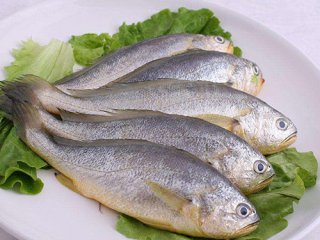 小黄鱼